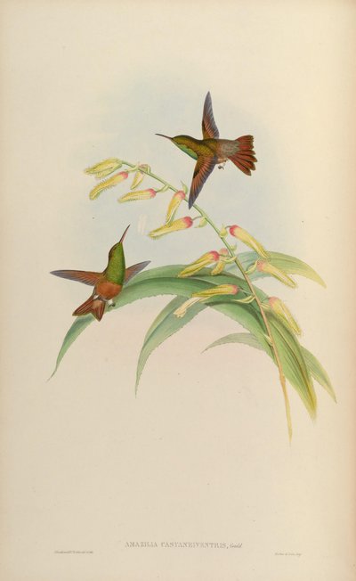 Amazilia castaneiventris von John Gould
